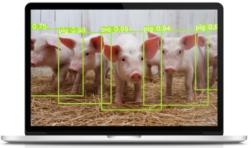 swine